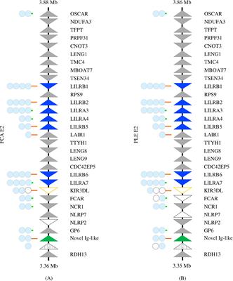 Comparative genomics of the Leukocyte Receptor Complex in carnivores